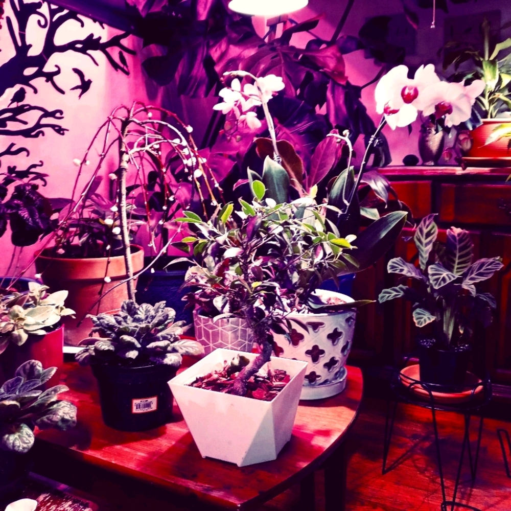 🌿🌸Indoor plants🌱🌵